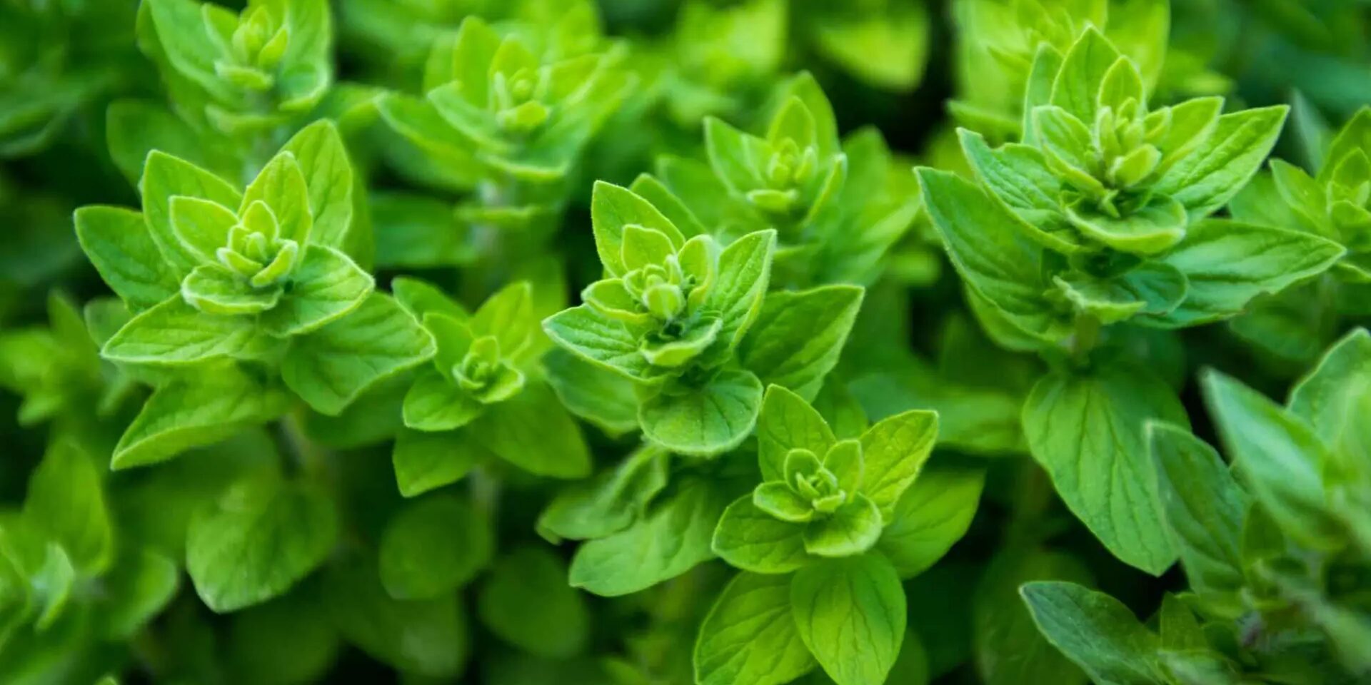 la-hierba-con-potasio-que-ayuda-a-producir-colageno-y-reducir-los-dolores-de-la-artrosis La hierba con potasio que ayuda a producir colágeno y reducir los dolores de la artrosis