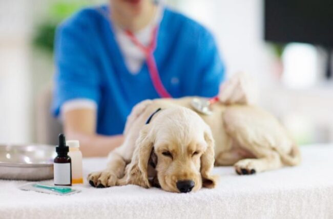 ¡El sistema PRESVET pone en riesgo la salud de los animales de familia en españa!