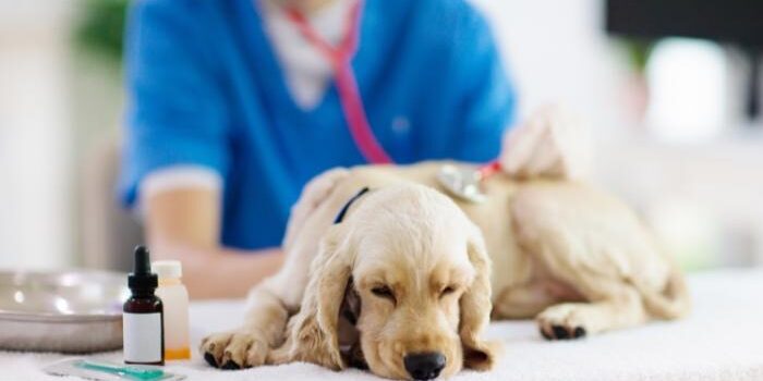 ¡El sistema PRESVET pone en riesgo la salud de los animales de familia en españa!